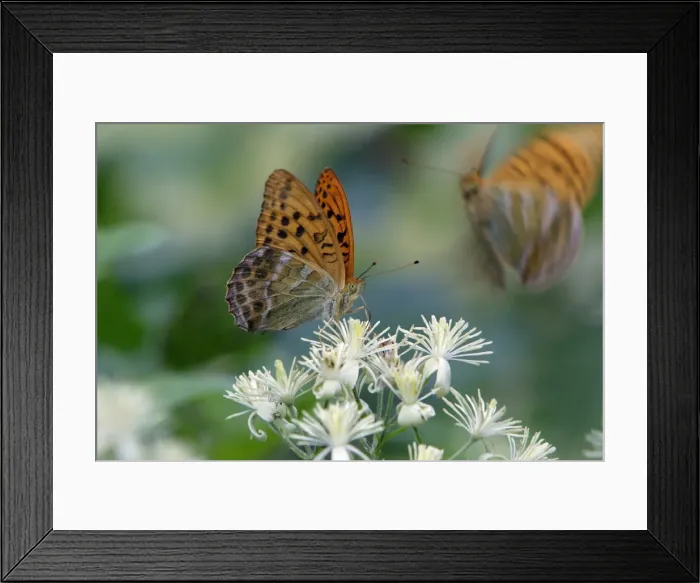 Framed Print : Silver-washed Fritillary Butterfly- feeding on blossom of Travellers Joy, Hessen, Germany Framed Print : Silver-washed Fritillary Butterfly- feeding on blossom of Travellers Joy, Hessen, Germany