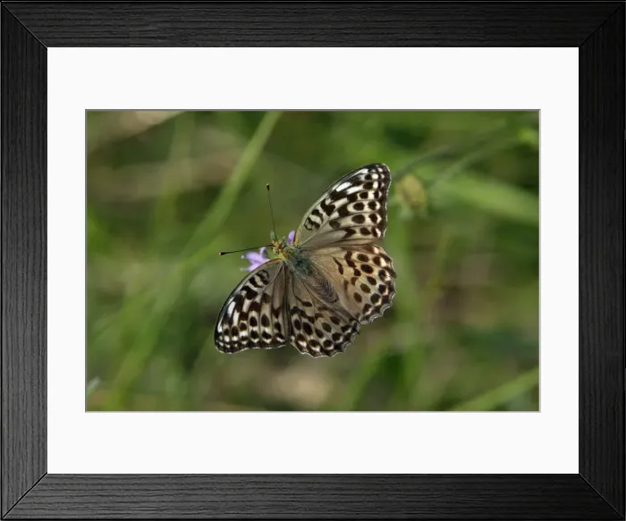 Framed Print : Silver-washed Fritillary Butterfly- Darker coloured variety, feeding on flower, Hessen, Germany Framed Print : Silver-washed Fritillary Butterfly- Darker coloured variety, feeding on flower, Hessen, Germany