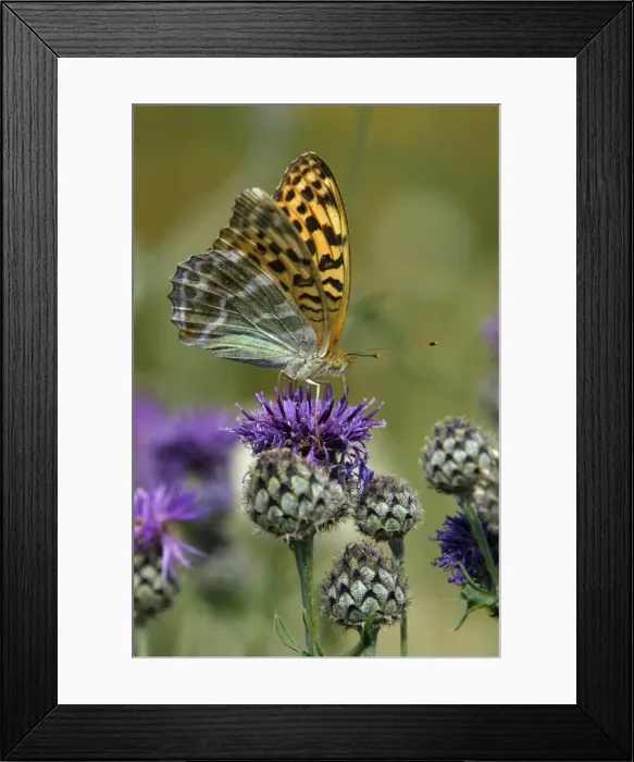 Framed Print : Silver-washed Fritillary Butterfly- feeding on Greater Knapweed flower, Hessen, Germany Framed Print : Silver-washed Fritillary Butterfly- feeding on Greater Knapweed flower, Hessen, Germany