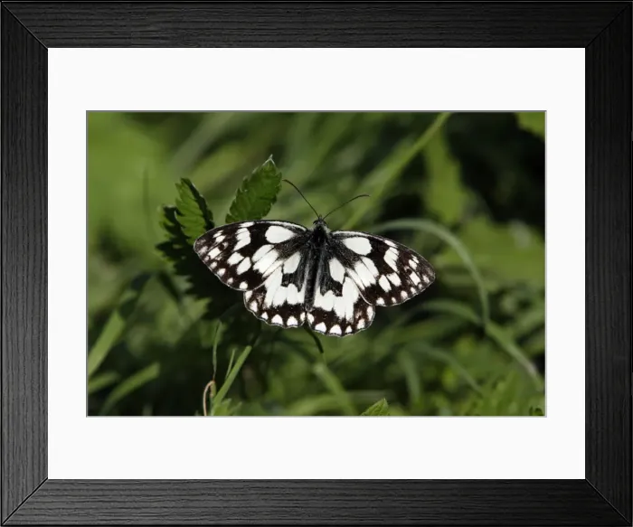 Framed Print : Marbled White Butterfly- with wings wide open, Hessen, Germany Framed Print : Marbled White Butterfly- with wings wide open, Hessen, Germany