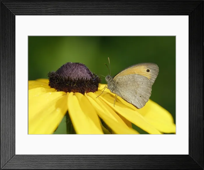 Framed Print : Meadow Brown Butterfly- with wings closed in garden, Lower Saxony, Germany Framed Print : Meadow Brown Butterfly- with wings closed in garden, Lower Saxony, Germany
