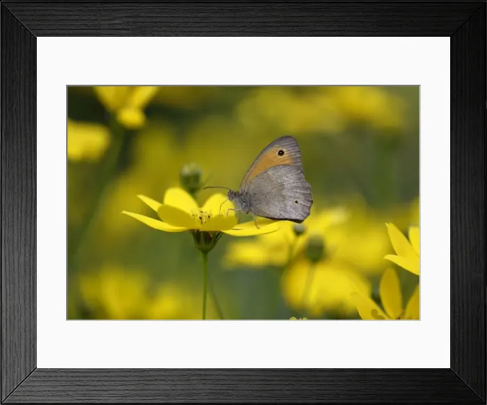 Framed Print : Meadow Brown Butterfly- with wings closed in garden, Lower Saxony, Germany Framed Print : Meadow Brown Butterfly- with wings closed in garden, Lower Saxony, Germany