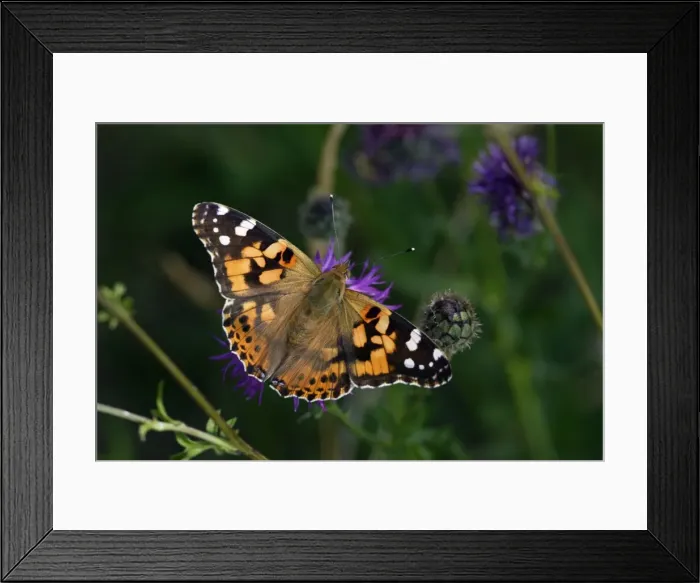 Framed Print : Painted Lady Butterfly- with wings wide open, resting, Hessen, Germany Framed Print : Painted Lady Butterfly- with wings wide open, resting, Hessen, Germany