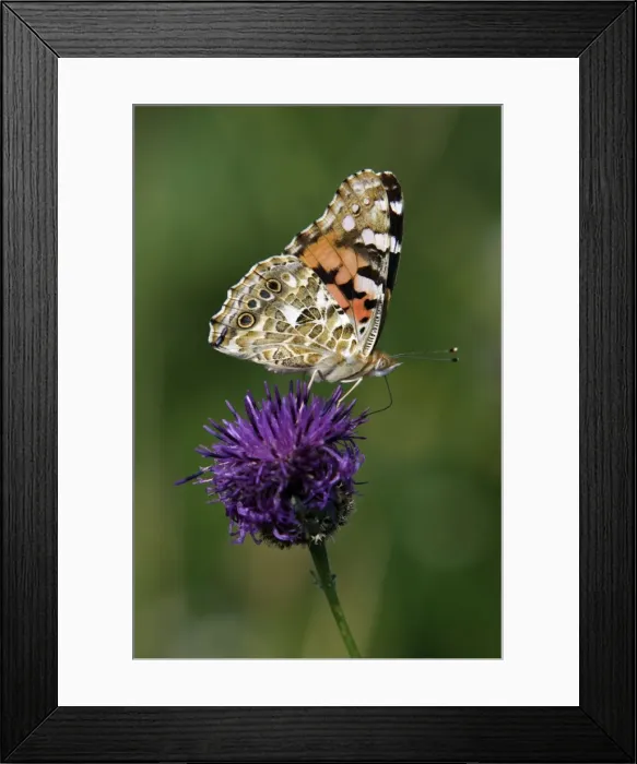 Framed Print : Painted Lady Butterfly- feeding on Greater Knapweed flower, with wings closed, Hessen, Germany Framed Print : Painted Lady Butterfly- feeding on Greater Knapweed flower, with wings closed, Hessen, Germany
