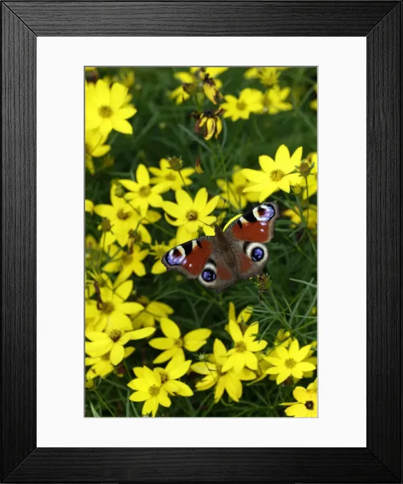 Framed Print : Peacock Butterfly- resting in the sun, in garden, Lower Saxony, Germany Framed Print : Peacock Butterfly- resting in the sun, in garden, Lower Saxony, Germany