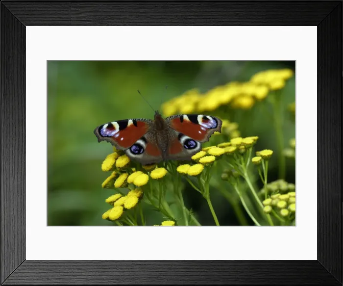 Framed Print : Peacock Butterfly- resting in the sun, in garden, Lower Saxony, Germany Framed Print : Peacock Butterfly- resting in the sun, in garden, Lower Saxony, Germany