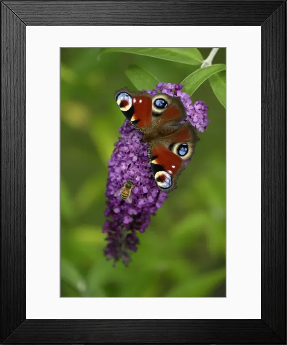 Framed Print : Peacock Butterfly- feeding on Buddleia plant blossom alongside insect, Lower Saxony, Germany Framed Print : Peacock Butterfly- feeding on Buddleia plant blossom alongside insect, Lower Saxony, Germany
