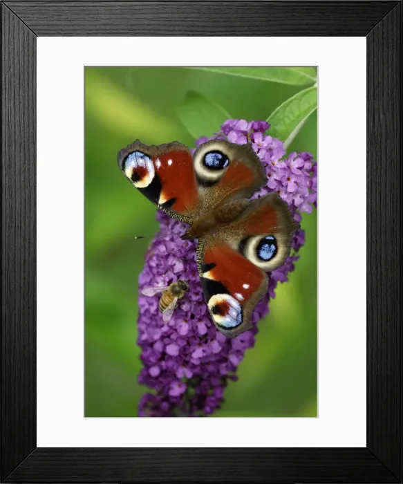 Framed Print : Peacock Butterfly- feeding on Buddleia plant blossom alongside insect, Lower Saxony, Germany