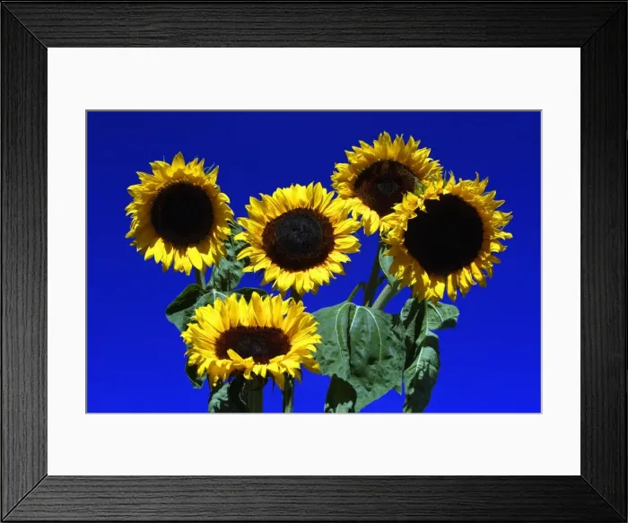 Framed Print : Sunflower- against blue sky, Hessen, Germany Framed Print : Sunflower- against blue sky, Hessen, Germany