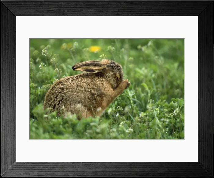 Framed Print : European Hare - young cleaning itself Framed Print : European Hare - young cleaning itself
