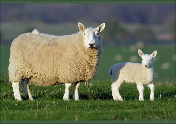 Sheep, Border Leicester-ewe with lamb on meadow, Northumberland UK