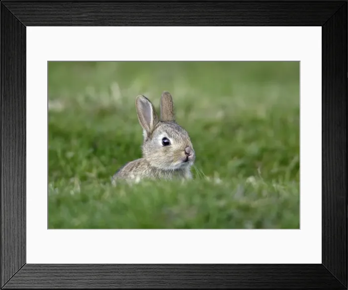 Framed Print : Wild Rabbit-young animal sitting in front of burrow, Northumberland UK Framed Print : Wild Rabbit-young animal sitting in front of burrow, Northumberland UK