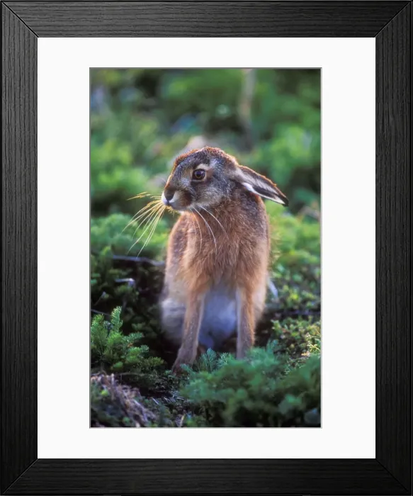 Framed Print : Euorpean Hare Young Framed Print : Euorpean Hare Young