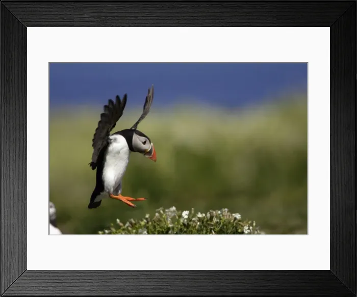 Framed Print : Puffin-in flight about to land, Farne Isles, Northumberland UK Framed Print : Puffin-in flight about to land, Farne Isles, Northumberland UK
