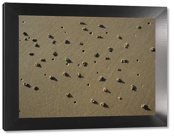Lugworm-cast and holes on sandy beach, Northumberland UK