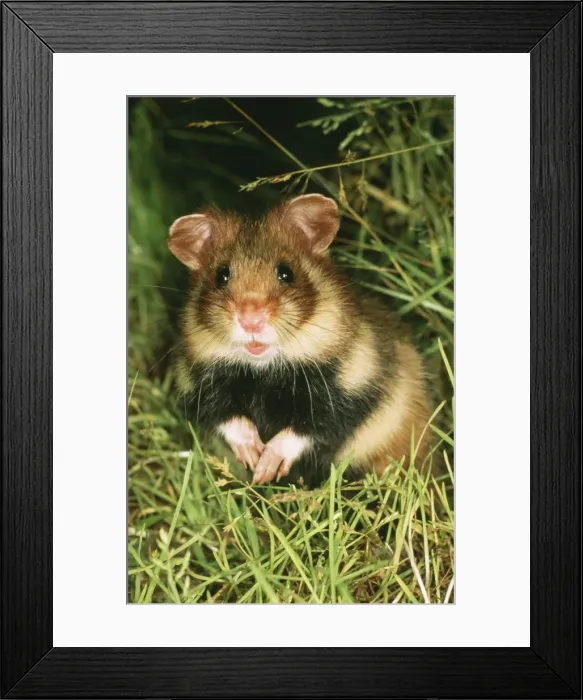 Framed Print : USH 225-M. USH-225-m. European Hamster. Cricetus cricetus Framed Print : USH 225-M. USH-225-m. European Hamster. Cricetus cricetus