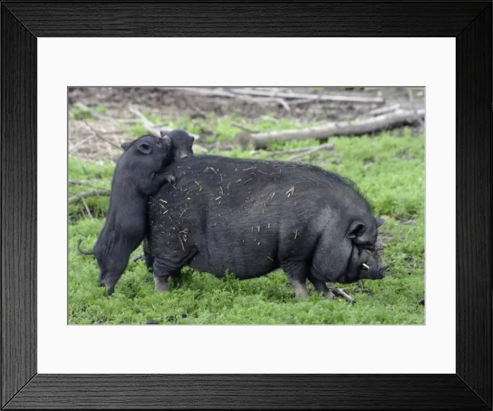 Framed Print : Vietnames Pot-bellied Pig- 2 piglets playing on sow's back, Hessen, Germany Framed Print : Vietnames Pot-bellied Pig- 2 piglets playing on sow's back, Hessen, Germany