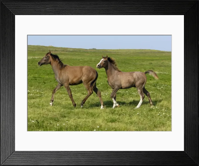 Framed Print : Arabic Horses - trotting on meadow, Altentejo, Portugal Framed Print : Arabic Horses - trotting on meadow, Altentejo, Portugal