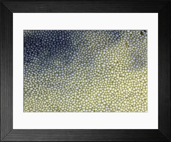 Framed Print : Fungus, Bay Boletus - close up study of spores on underside of cap, Lower Saxony, Germany Framed Print : Fungus, Bay Boletus - close up study of spores on underside of cap, Lower Saxony, Germany