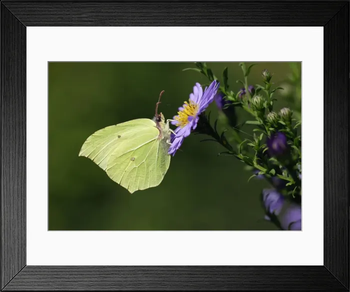 Framed Print : Butterfly, Brimstone - on Aster blosssom in garden, autumn, Lower Saxony, Germany Framed Print : Butterfly, Brimstone - on Aster blosssom in garden, autumn, Lower Saxony, Germany