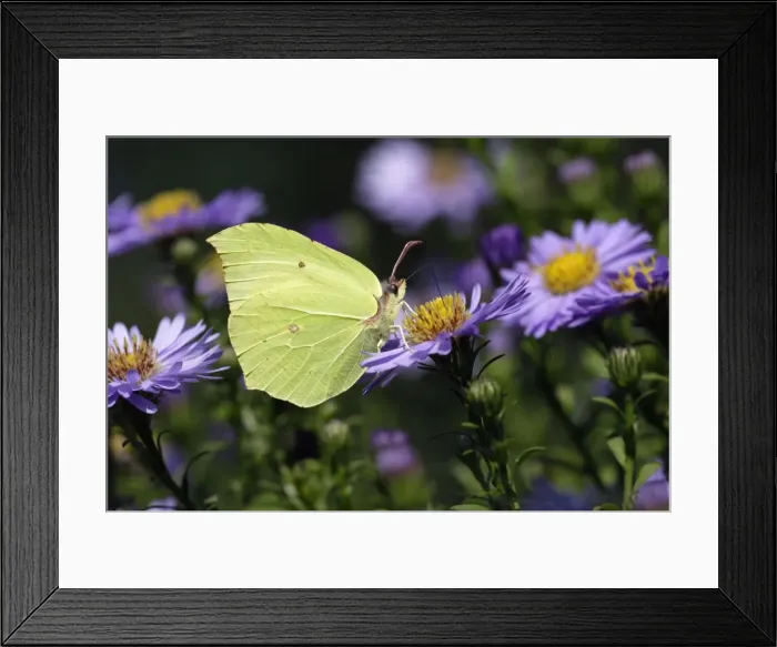 Framed Print : Butterfly, Brimstone - on Aster blosssom in garden, autumn, Lower Saxony, Germany Framed Print : Butterfly, Brimstone - on Aster blosssom in garden, autumn, Lower Saxony, Germany