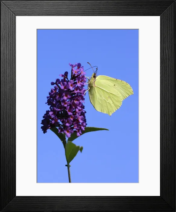 Framed Print : Butterfly, Brimstone - on Buddleia blosssom in garden, autumn, Lower Saxony, Germany Framed Print : Butterfly, Brimstone - on Buddleia blosssom in garden, autumn, Lower Saxony, Germany