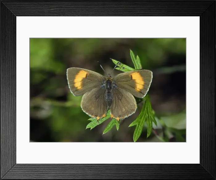 Framed Print : Brown Hairstreak Butterfly - resting on plant in garden, Lower Saxony, Germany