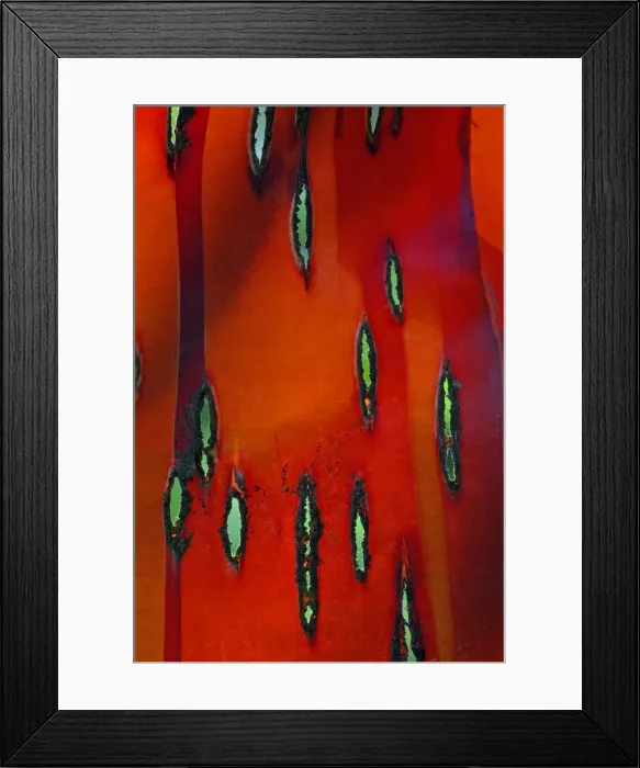 Framed Print : Chinese Red-Barked Birch Tree - sunlight shining through strip of bark, Lower Saxony, Germnay Framed Print : Chinese Red-Barked Birch Tree - sunlight shining through strip of bark, Lower Saxony, Germnay