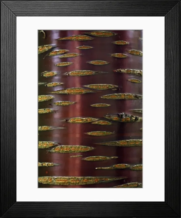 Framed Print : Chinese Red-Barked Birch Tree - detailed study of bark on stem, Lower Saxony, Germany Framed Print : Chinese Red-Barked Birch Tree - detailed study of bark on stem, Lower Saxony, Germany