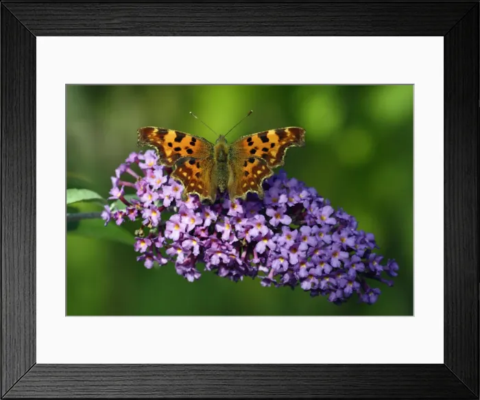 Framed Print : Comma Butterfly - feeding on Buddleia blossom in garden, Lower Saxony, Germany Framed Print : Comma Butterfly - feeding on Buddleia blossom in garden, Lower Saxony, Germany