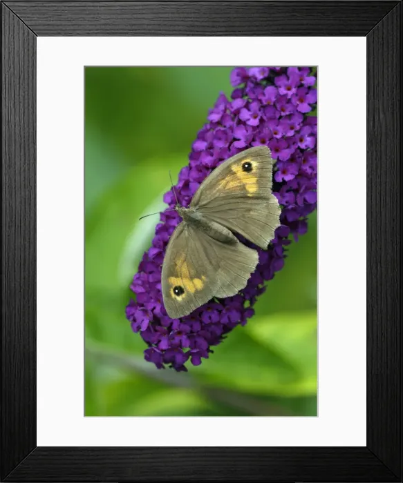 Framed Print : Meadow Brown Butterfly - feeding on Buddliea blossom in garden, Lower Saxony, Germany Framed Print : Meadow Brown Butterfly - feeding on Buddliea blossom in garden, Lower Saxony, Germany
