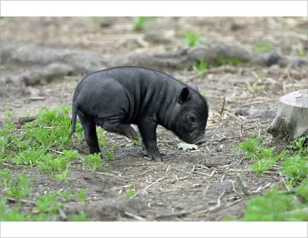 Vietnamese Pot-bellied Pig - piglet scratching itself, Hessen, Germany
