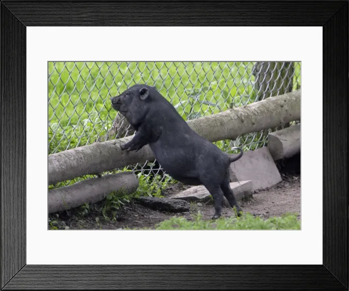 Framed Print : Vietnamese Pot-bellied Pig - piglet looking through fence meshing, Hessen, Germany Framed Print : Vietnamese Pot-bellied Pig - piglet looking through fence meshing, Hessen, Germany