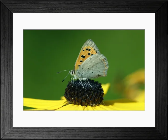 Framed Print : Butterfly, Small Copper - resting on garden plant, Hessen, Germany Framed Print : Butterfly, Small Copper - resting on garden plant, Hessen, Germany