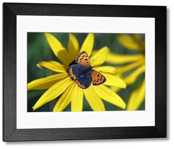 Framed Print : Butterfly, Small Copper - resting on garden plant, Hessen, Germany Framed Print : Butterfly, Small Copper - resting on garden plant, Hessen, Germany