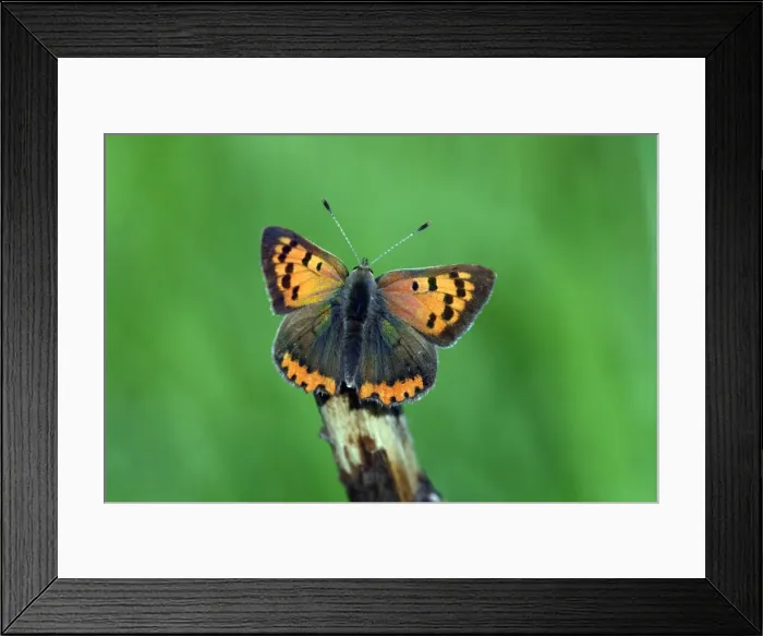 Framed Print : Butterfly, Small Copper - resting on stick, Hessen, Germany Framed Print : Butterfly, Small Copper - resting on stick, Hessen, Germany