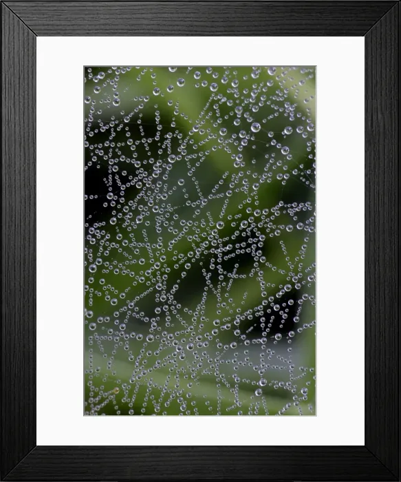 Framed Print : Spider Web, covered in dew drops, autumn, Hessen, Germany Framed Print : Spider Web, covered in dew drops, autumn, Hessen, Germany