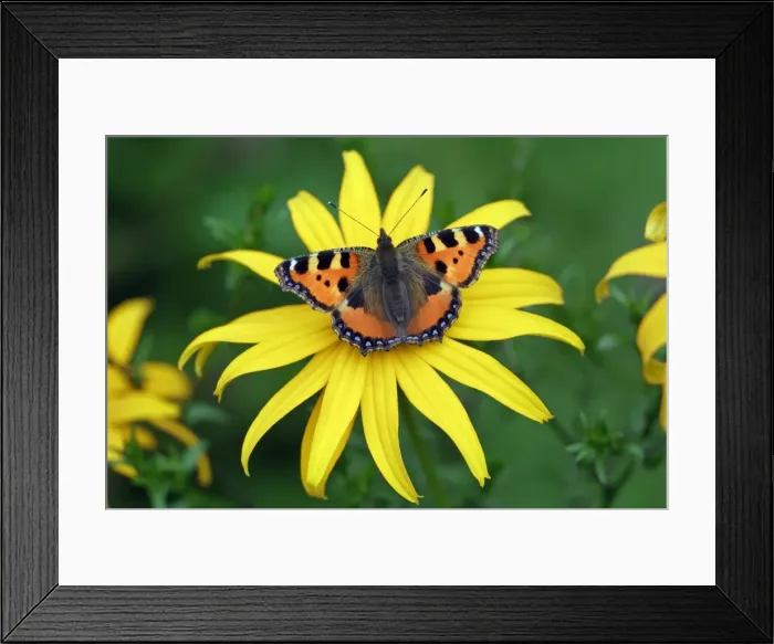 Framed Print : Butterfly, Small Tortoiseshell- resting on garden flower, Hessen, Germany Framed Print : Butterfly, Small Tortoiseshell- resting on garden flower, Hessen, Germany