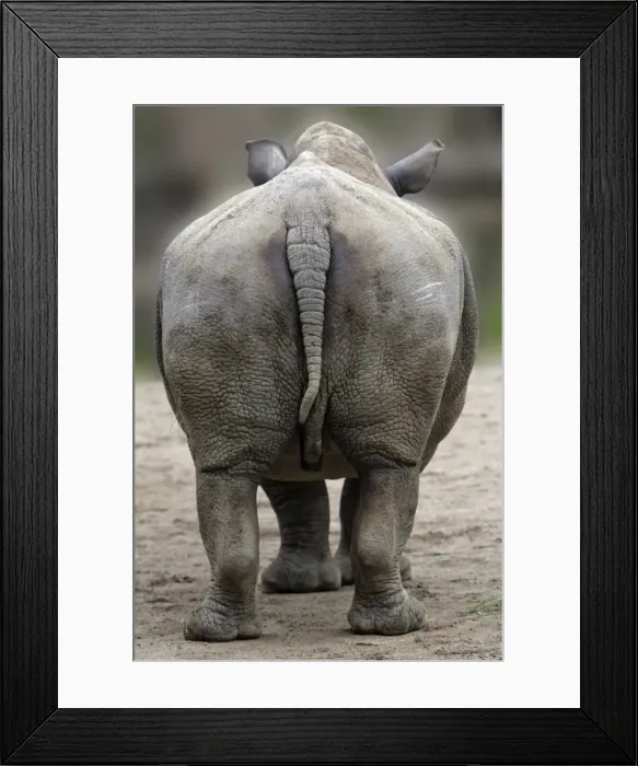 Framed Print : White Rhinocerosn - view of animal from behind, Hessen, Germany Framed Print : White Rhinocerosn - view of animal from behind, Hessen, Germany