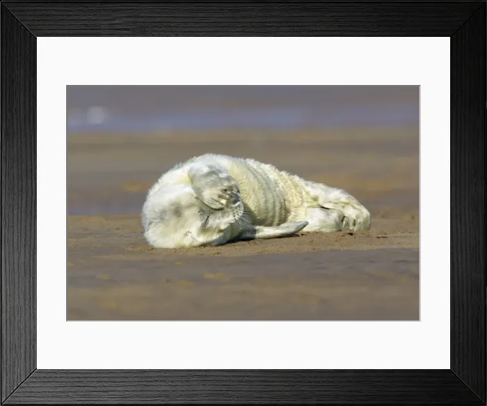 Framed Print : Grey Seal - pup on beach with flippers over its face. Donna Nook seal sanctuary, Lincolnshire, UK Framed Print : Grey Seal - pup on beach with flippers over its face. Donna Nook seal sanctuary, Lincolnshire, UK