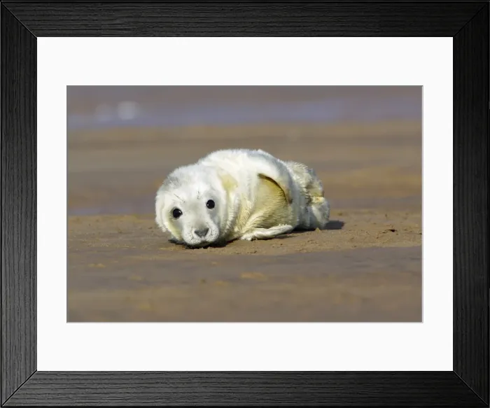 Framed Print : Grey Seal - pup lying on beach. Donna Nook seal sanctuary, Lincolnshire, UK Framed Print : Grey Seal - pup lying on beach. Donna Nook seal sanctuary, Lincolnshire, UK