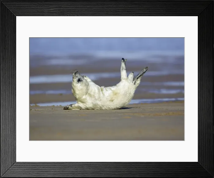 Framed Print : Grey Seal - pup on beach stretching itself. Donna Nook seal sanctuary, Lincolnshire, UK Framed Print : Grey Seal - pup on beach stretching itself. Donna Nook seal sanctuary, Lincolnshire, UK