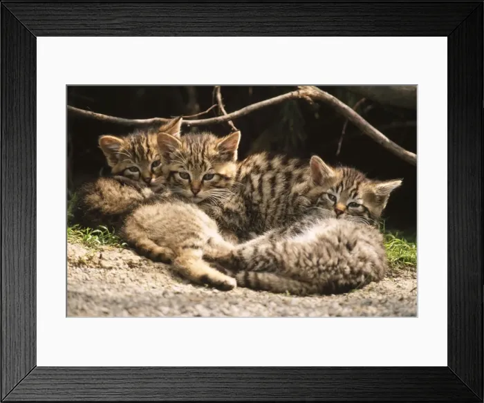 Framed Print : European Wild Cat Kittens Framed Print : European Wild Cat Kittens