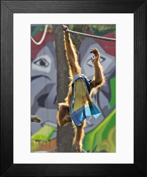 Framed Print : Orang-utan - with cloth over head, playing, captive. Dortmund, Germany Framed Print : Orang-utan - with cloth over head, playing, captive. Dortmund, Germany