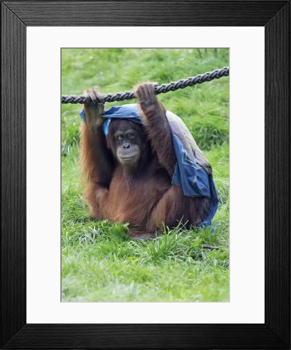 Framed Print : Orang-utan - male animal with cloth over head, captive. Dortmund, Germany Framed Print : Orang-utan - male animal with cloth over head, captive. Dortmund, Germany