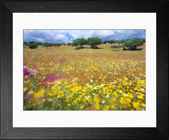Framed Print : Dehesa Landscape - wild flowers Portugal Framed Print : Dehesa Landscape - wild flowers Portugal