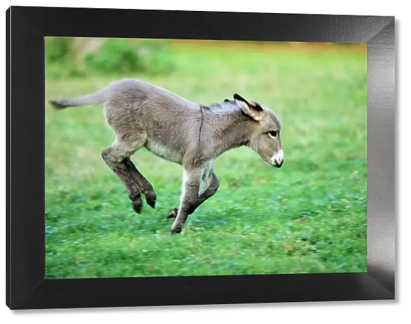 Donkey - foal frolicking on meadow Hessen, Germany