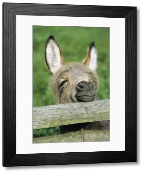 Framed Print : Donkey - foal looking curiously over fence Hessen, Germany Framed Print : Donkey - foal looking curiously over fence Hessen, Germany