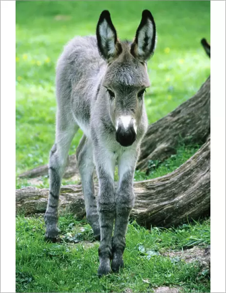 Donkey - foal standing on meadow Hessen, Germany
