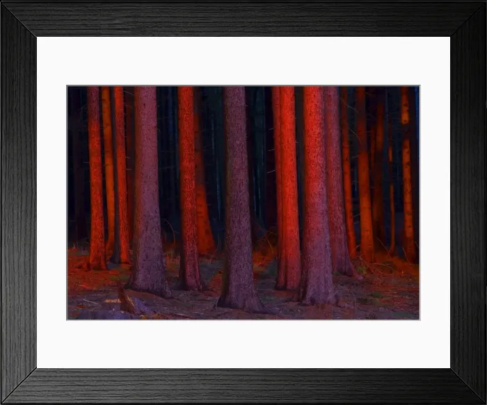 Framed Print : Fir Tree Stems - in glow of setting sun Loewer Saxony, Germany Framed Print : Fir Tree Stems - in glow of setting sun Loewer Saxony, Germany
